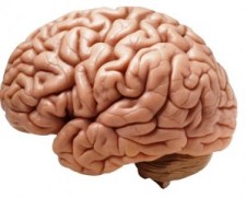córtex cerebral-humano